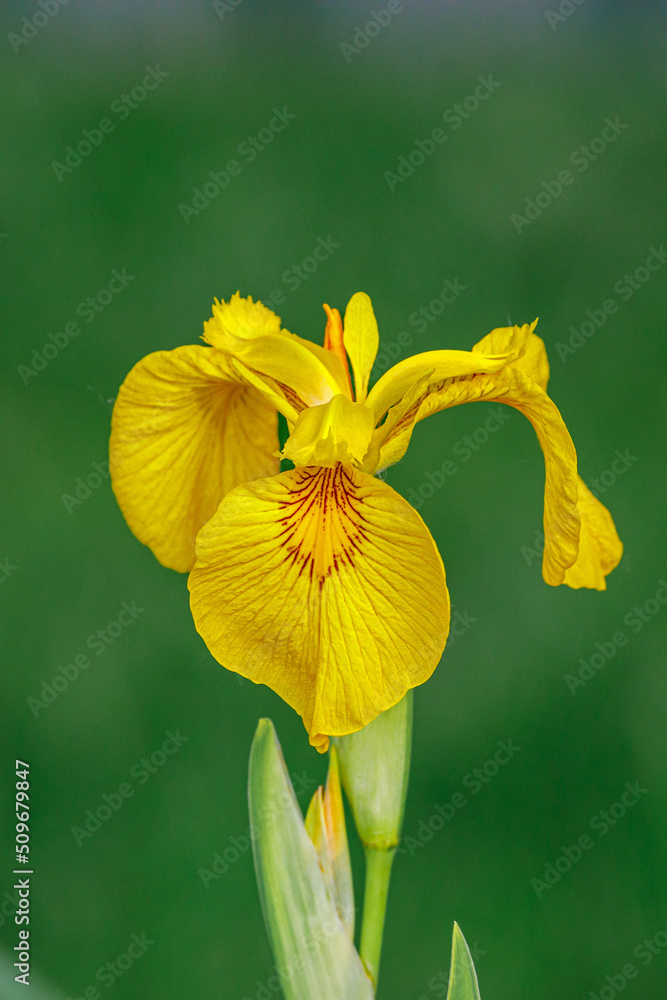 Blossoming yellow narcissus flower in the city garden.