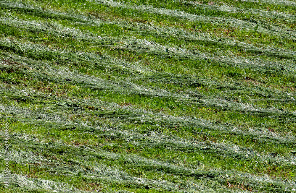 Rows of mowed grass in the field Rows of mowed grass in the field