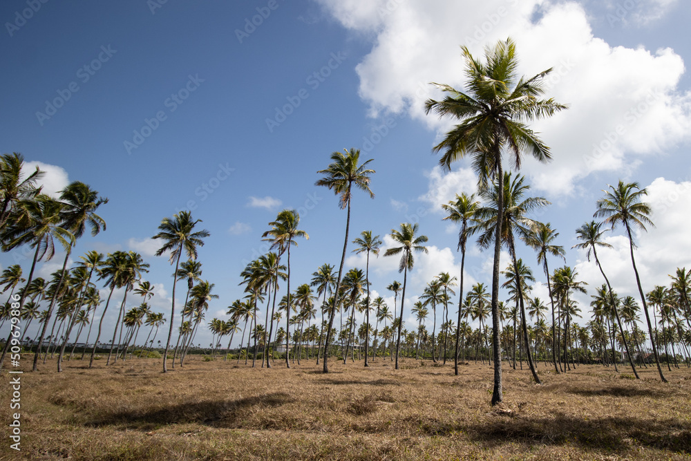 plantação de coqueiros visto em um dia ensolarado com céu azul