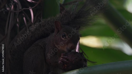 Brazilian Squirrel Sciurus aestuans Eating in Natural Habitat photo