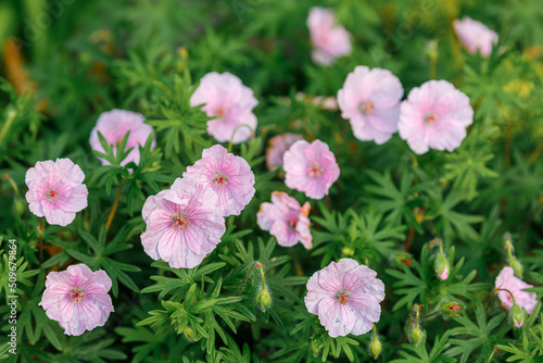 Blossoming flowers of pink geranium in the city garden.