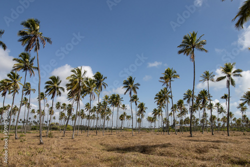 plantação de coqueiros visto em um dia ensolarado com céu azul photo