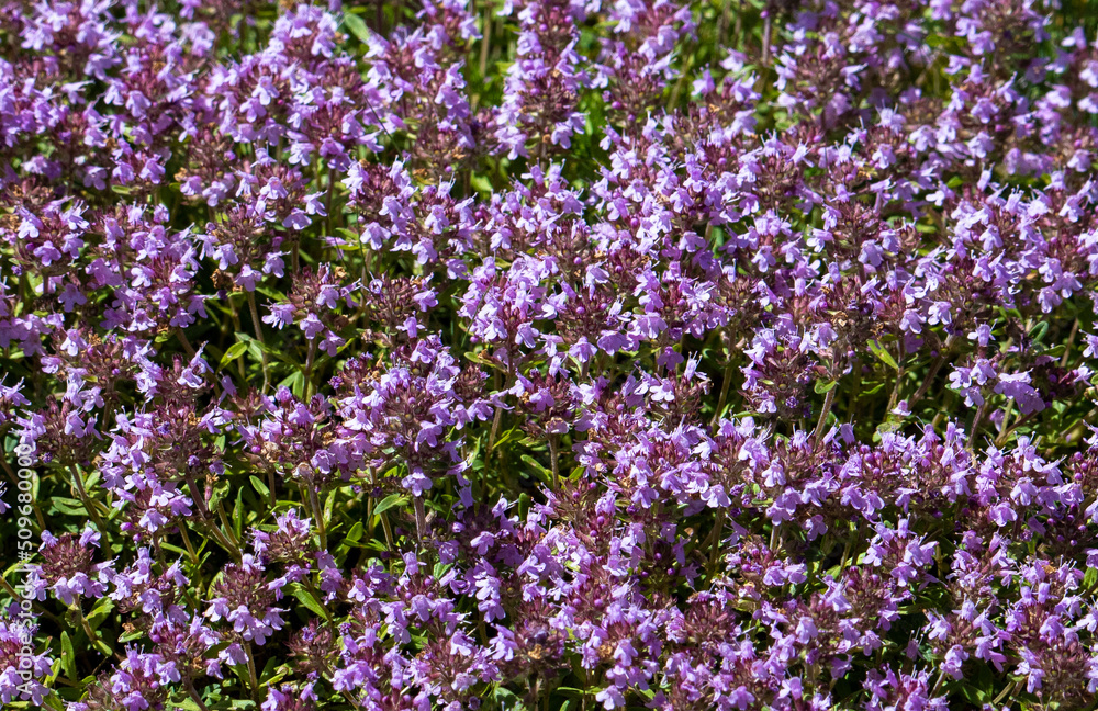 Naklejka premium A close-up with a Breckland thyme bush