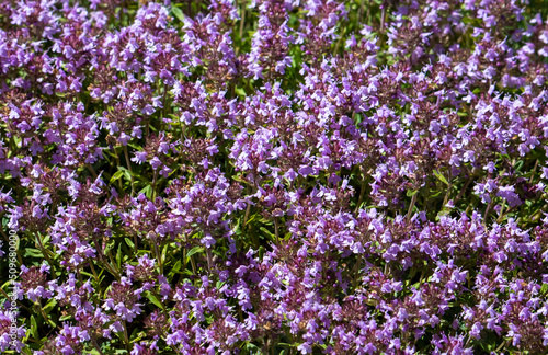 A close-up with a Breckland thyme bush
