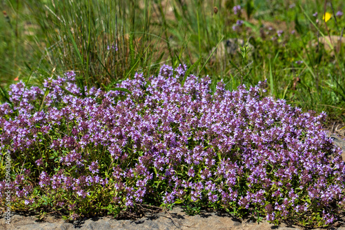 a close-up with many Thymus serpyllum flowers