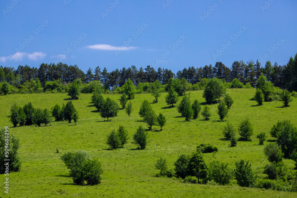 Landscape on the slope of a hill with scattered trees