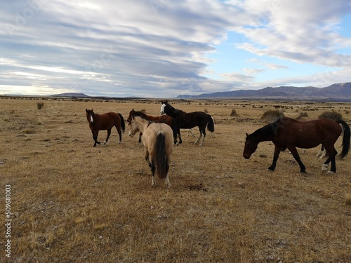 Troupeau de chevaux sauvages dans les plaines de Patagonie, El Calafate, Argentine © lescarexpat