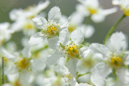 Bird Cherry Tree in Blossom. Close-up of a Flowering Prunus Avium Tree with White Little Blossoms.
