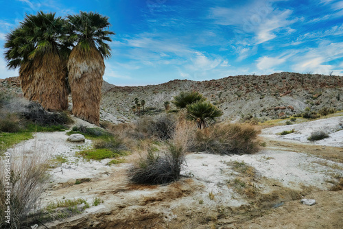 Two tall palm trees  covered in dead fronds  in the stony desert near Mountain Palm Springs  in the southern part of Anza-Borrego Desert Park  California  USA. 