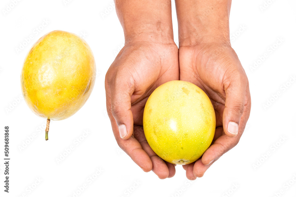 Passionflower - Passiflora Edulis Passion Fruit Tasty Tropical Fruit; In Male Hand On White Background Passionflower - Passiflora Edulis Passion Fruit Tasty Tropical Fruit; In Male Hand On White Background