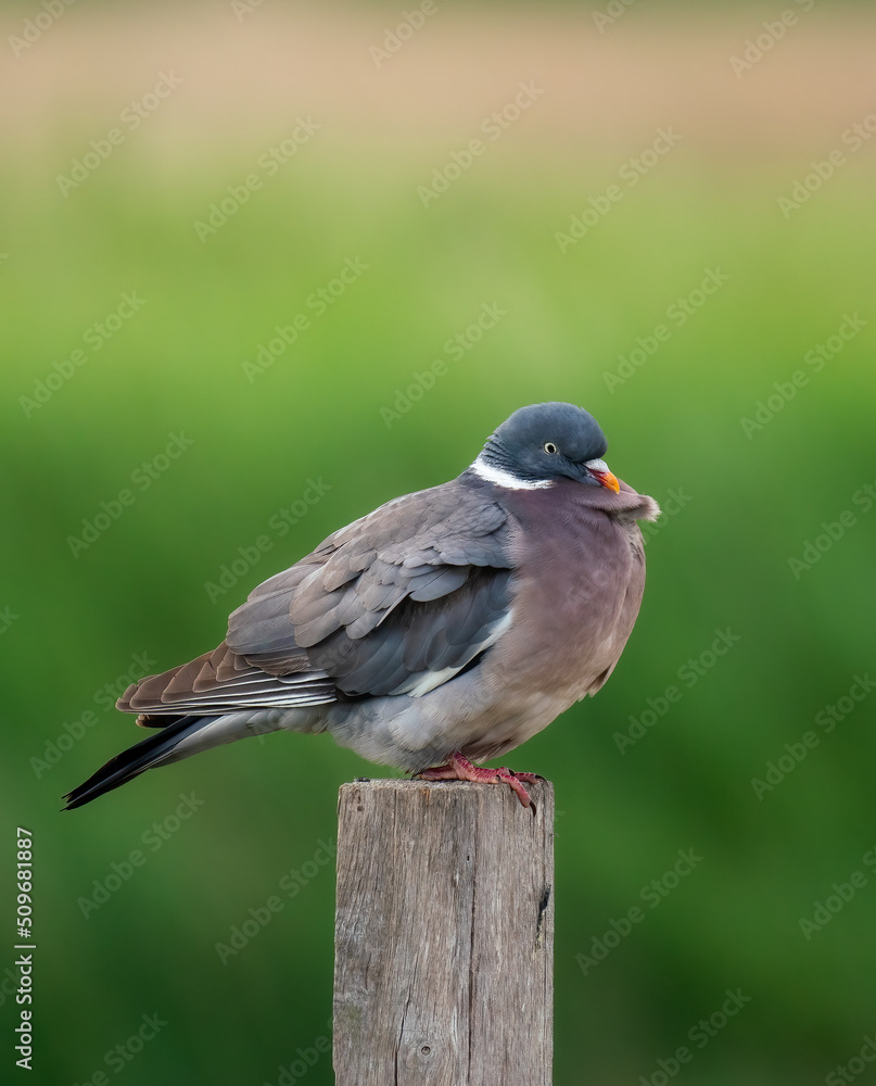 wood pigeon on a post wood pigeon on a post