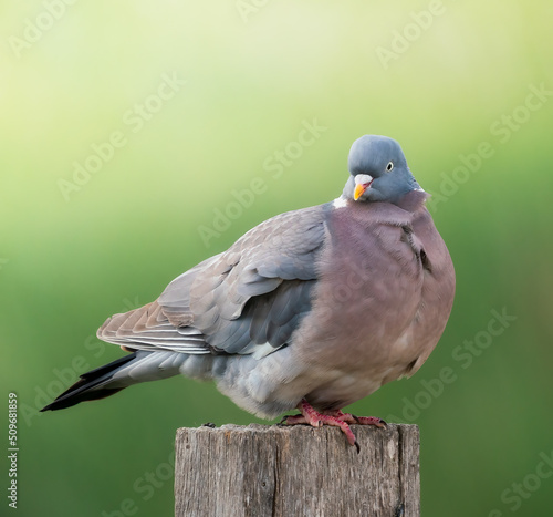 Fotobehang close up of a pigeon