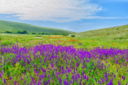 Flower field against the background of green hills and blue sky.