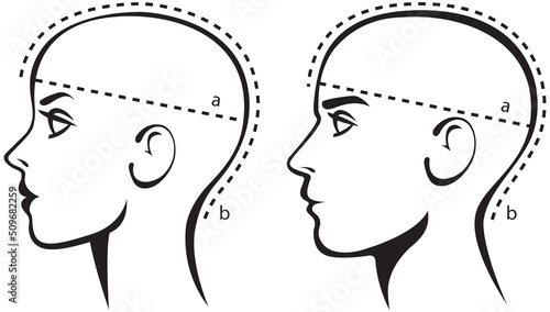 Stylized image of a male y ​female head. Template for selecting the size of a wig or hats or caps for women and men. Measuring size chart. Vector illustration isolated on white background