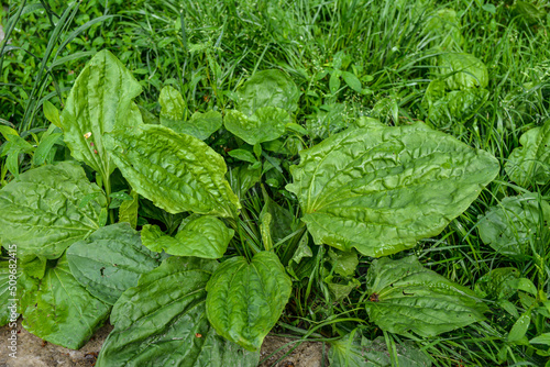 Plantago. Plantain image close up