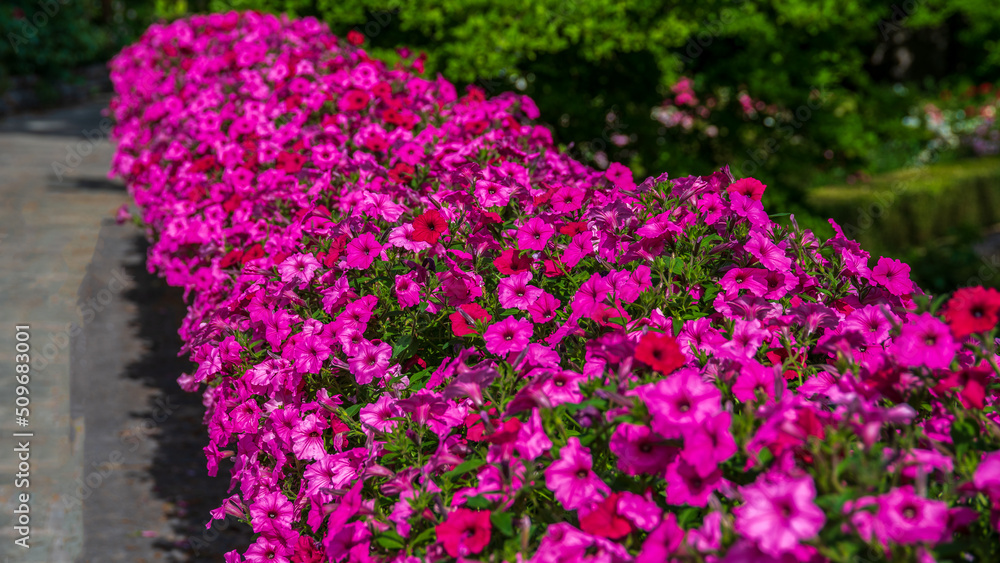 pink petunia flowers in the park pink petunia flowers in the park