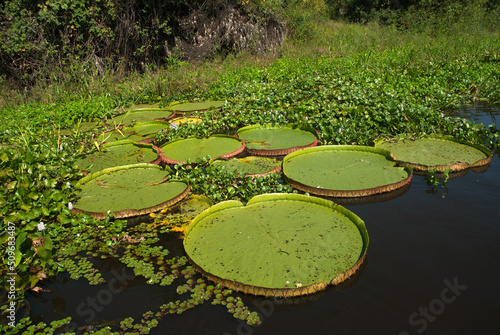 Corumbá, August 4, 2006. Vitoria Regia, aquatic plant species in the Paraguai river in the state of Mato Grosso do Sul, Brazil © A.Paes