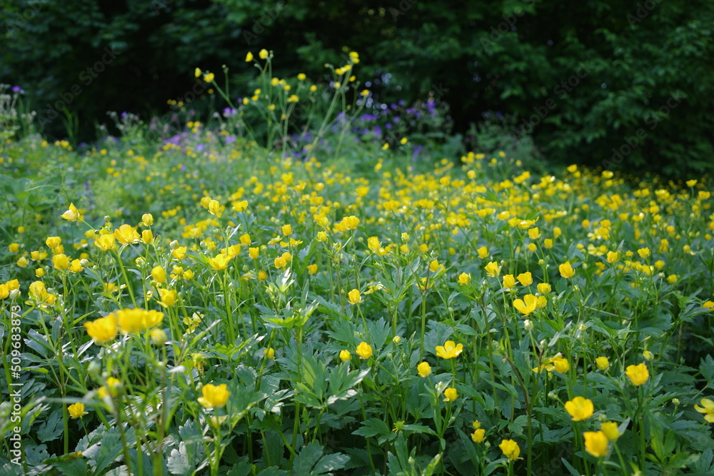 Obraz premium Meadow grass