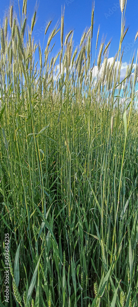 The rye growing in the field. Rye ear close up. Secale cereale. The rye growing in the field. Rye ear close up. Secale cereale.