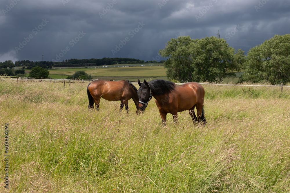 Reitpferde mit Fliegenschutz auf der Weide bei aufkommendem Unwetter Reitpferde mit Fliegenschutz auf der Weide bei aufkommendem Unwetter