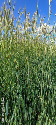 The rye growing in the field. Rye ear close up. Secale cereale.