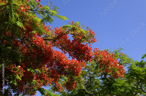Red flowers of Poinciana - delonix regia tree known as flamboyant, flame tree, peacock flower, royal poinciana, or red tree, blooming in summer