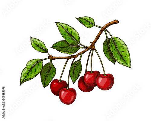 Hand drawn cherry branch with red berries and leaves isolated on white. Vector illustration in colored sketch style