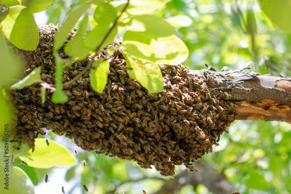 bees in the hive