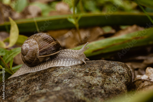 Obraz na płótnie Schnecke w salonie