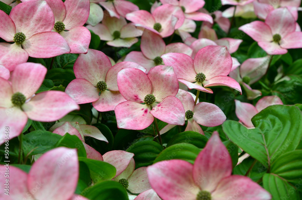 Obraz premium : Flowering Dogwood tree.Pink-white dogwood flowers with 4 petals. Outdoors photo , close up. Gardening and landscaping concept.