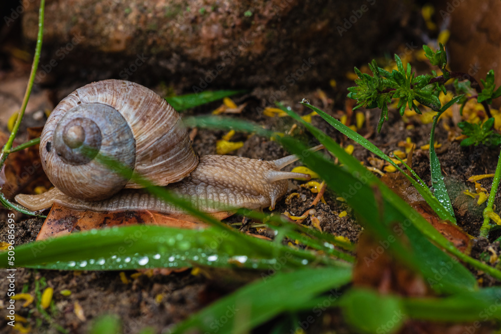 Schnecke Schnecke