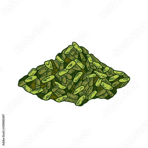 Hand drawn handful of dried sage. Vector illustration in sketch style