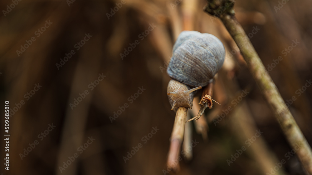 Schnecke