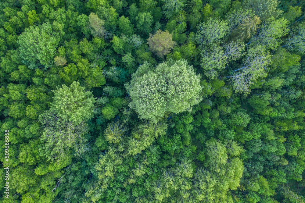 Naklejka premium Aerial forest view at summer time with good weather