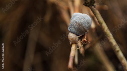 Obraz na płótnie Schnecke w salonie