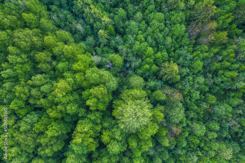 Aerial forest view at summer time with good weather © alexkazachok