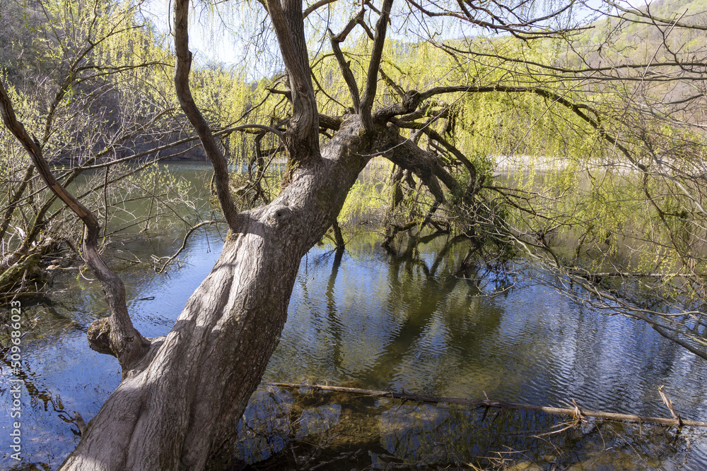 tree in the water tree in the water