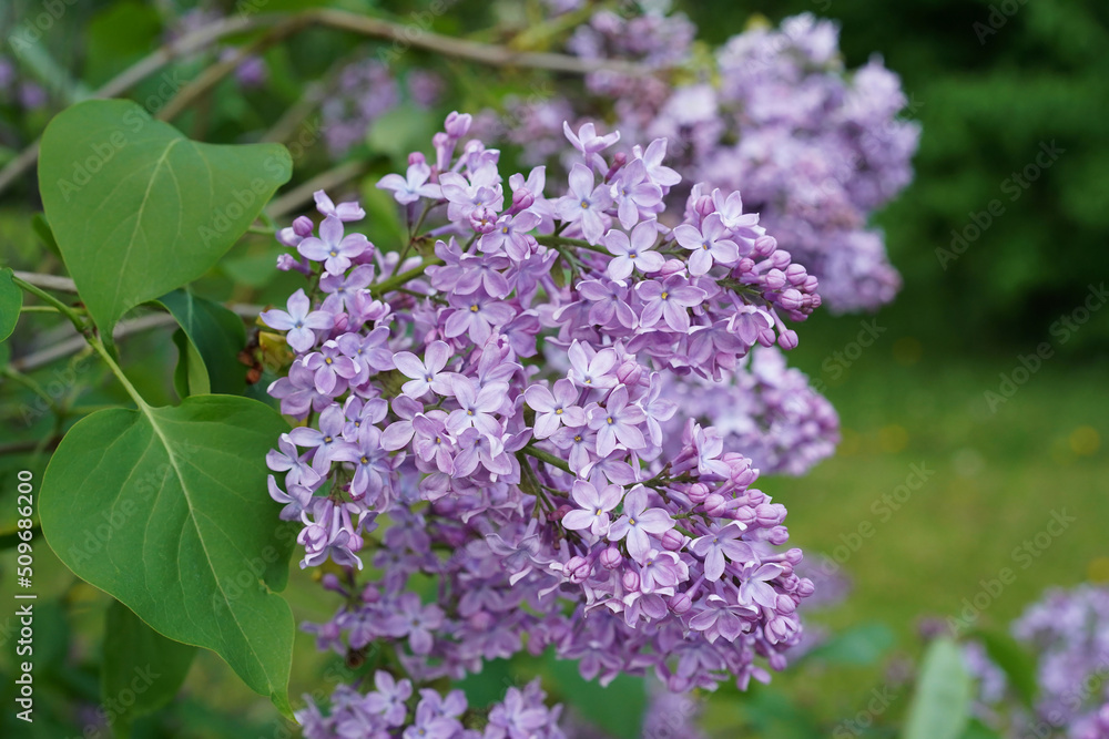 A branch of blooming pale lilac close-up. A branch of blooming pale lilac close-up.