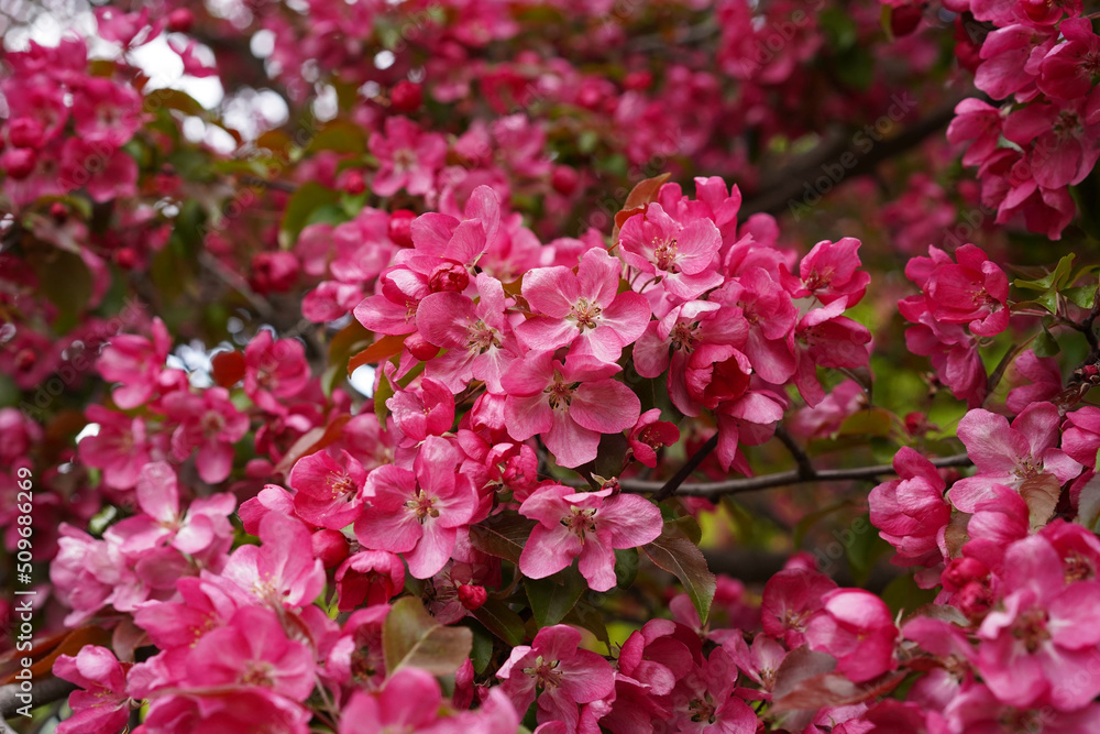 Bright pink blossoms of the apple tree cover all the branches during the bloom of the fruit tree. Bright pink blossoms of the apple tree cover all the branches during the bloom of the fruit tree.