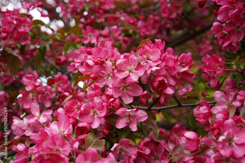 Bright pink blossoms of the apple tree cover all the branches during the bloom of the fruit tree.