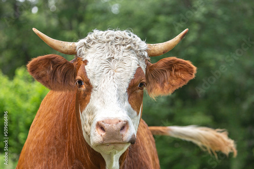 Portrait of a free-range german simmental breed cow on a pasture in summer outdoors photo