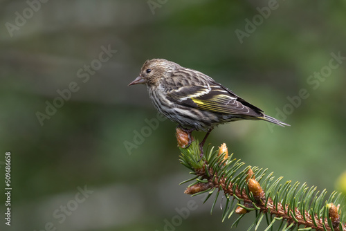 A pine siskin (Spinus pinus) perched on the end of a conifer branch.