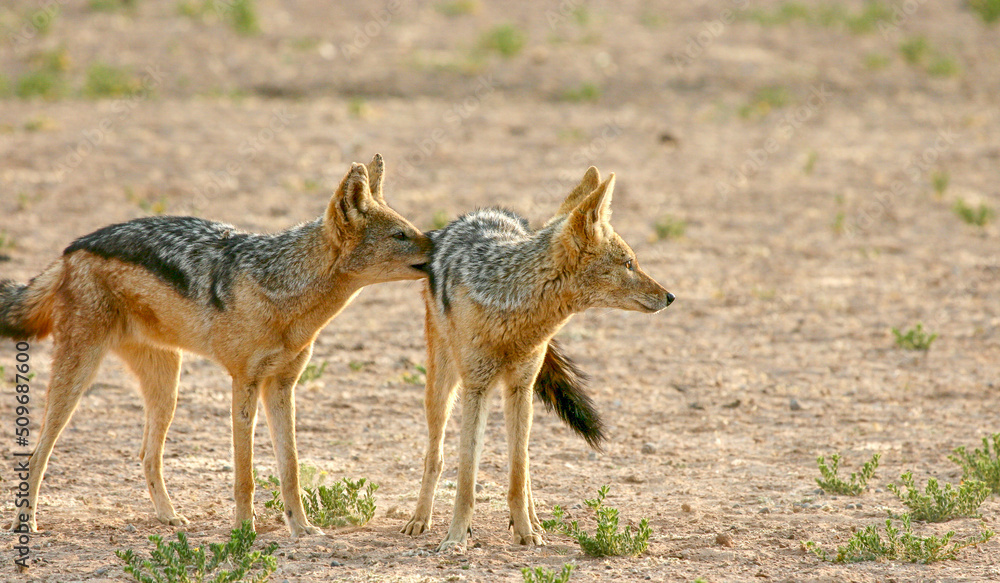 Black-backed Jackal, Kgalagadi, South Africa Black-backed Jackal, Kgalagadi, South Africa
