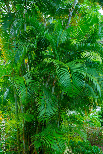 lush bright green palm tree in the tropical jungle