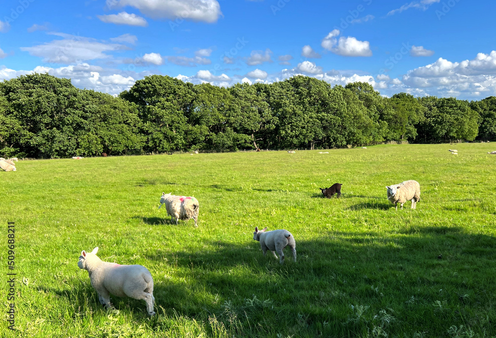 Fototapeta premium Sheep in a large green pasture, with trees in the distance on, Lode Pit Lane, Bingley, UK