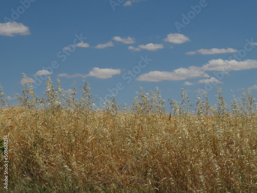 wheat field and blue sky