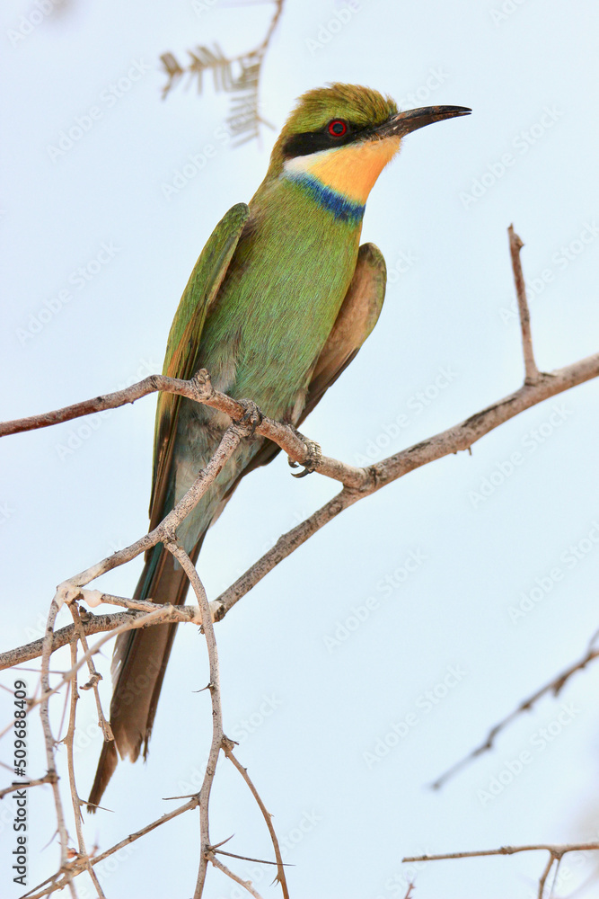 Obraz premium Swallow-tailed Bee-eater in the Kgalagadi, South Africa