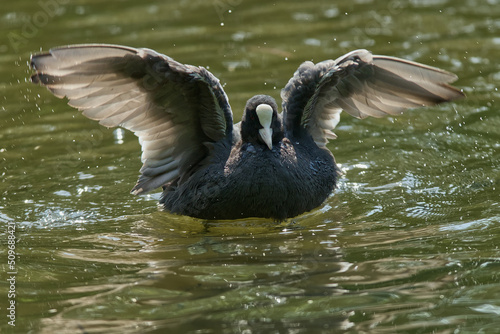 Fulica atra, eurasian coot, single bird with outstretched wings, front view in natural habitat.