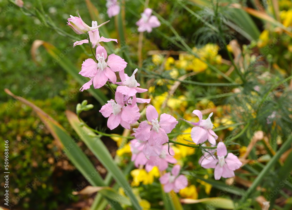 Light Pink Salvia Blossoms Early Summer Garden