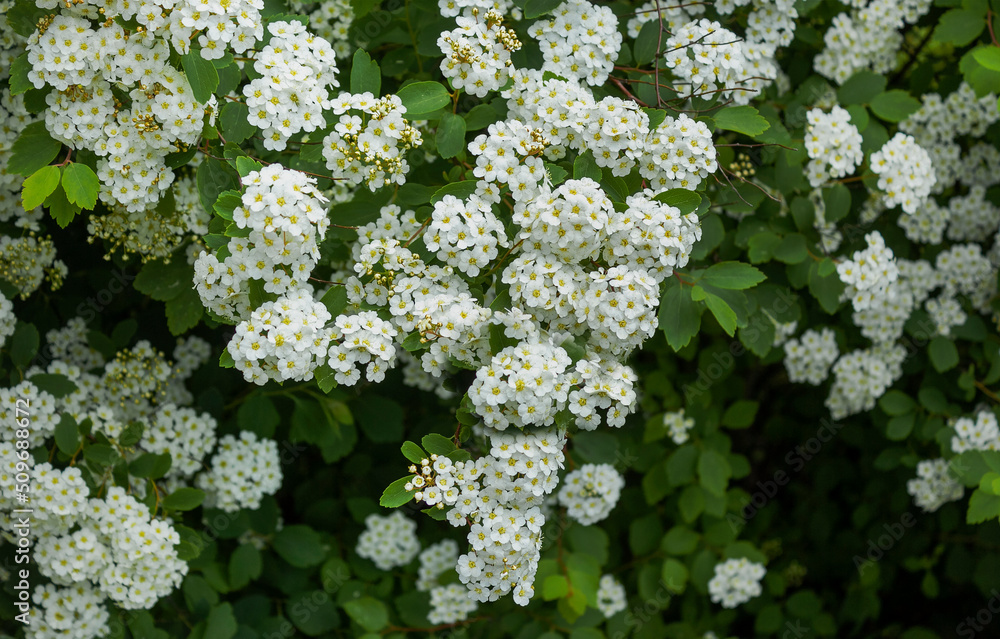 A scattering of white flowers. Spirea Vangutta or meadowsweet. The concept of holiday, spring, love, peace. Card. A scattering of white flowers. Spirea Vangutta or meadowsweet. The concept of holiday, spring, love, peace. Card.